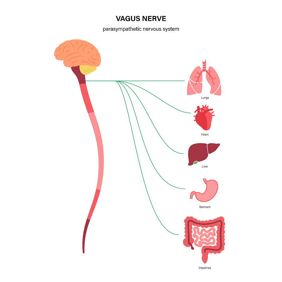 Vagus Nerve